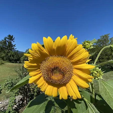 Lovely In Nature With Sauna Lejlighed