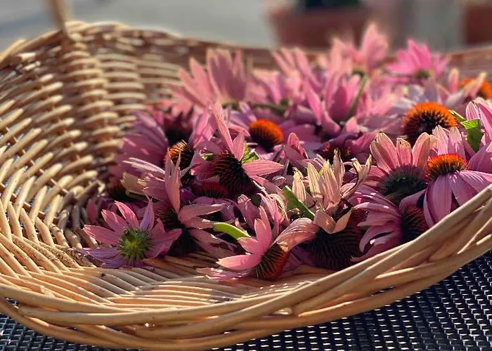 Lovely In Nature With Sauna
