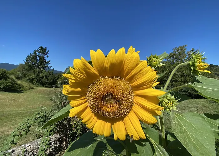 Lovely In Nature With Sauna Lejlighed